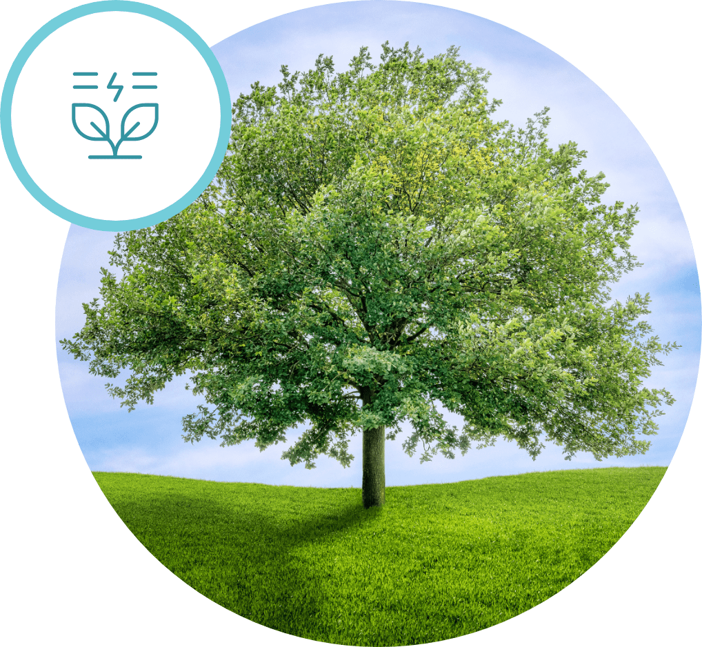 Green landscape with tree