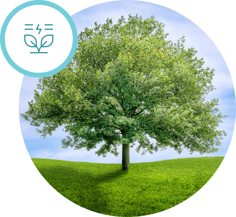 deciduous oak tree